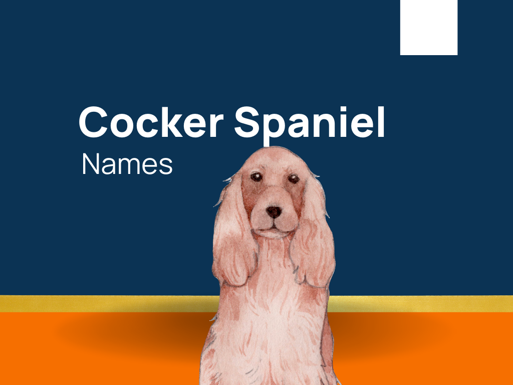 1420-cocker-spaniel-names-to-match-their-spirited-personality-generator