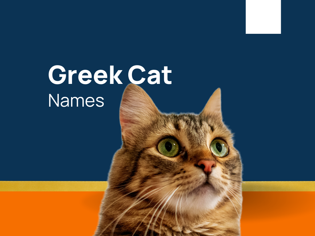 Greek Cat Names: 600+ Catchy and Cool Names  For Your  Loving Pet