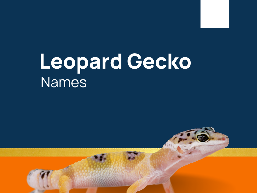 1420-leopard-gecko-names-for-your-slithery-sidekick-generator