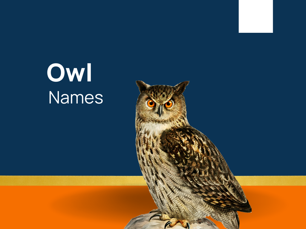 1220-owl-names-for-feathered-nocturnal-companion-generator