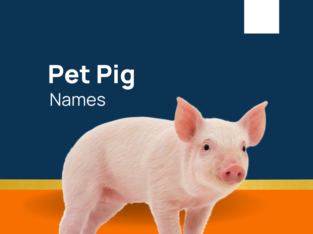 pet-pig-names-600-catchy-and-cool-names