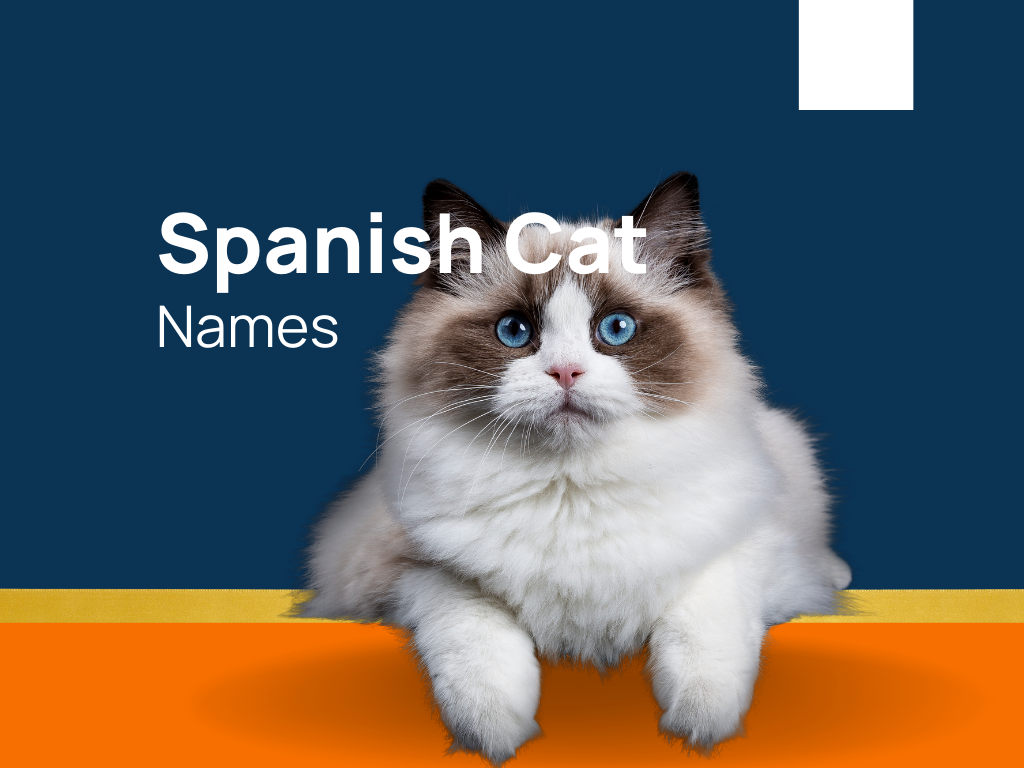 the-most-popular-cat-names-in-the-usa-cute-pet-names-unique-cat