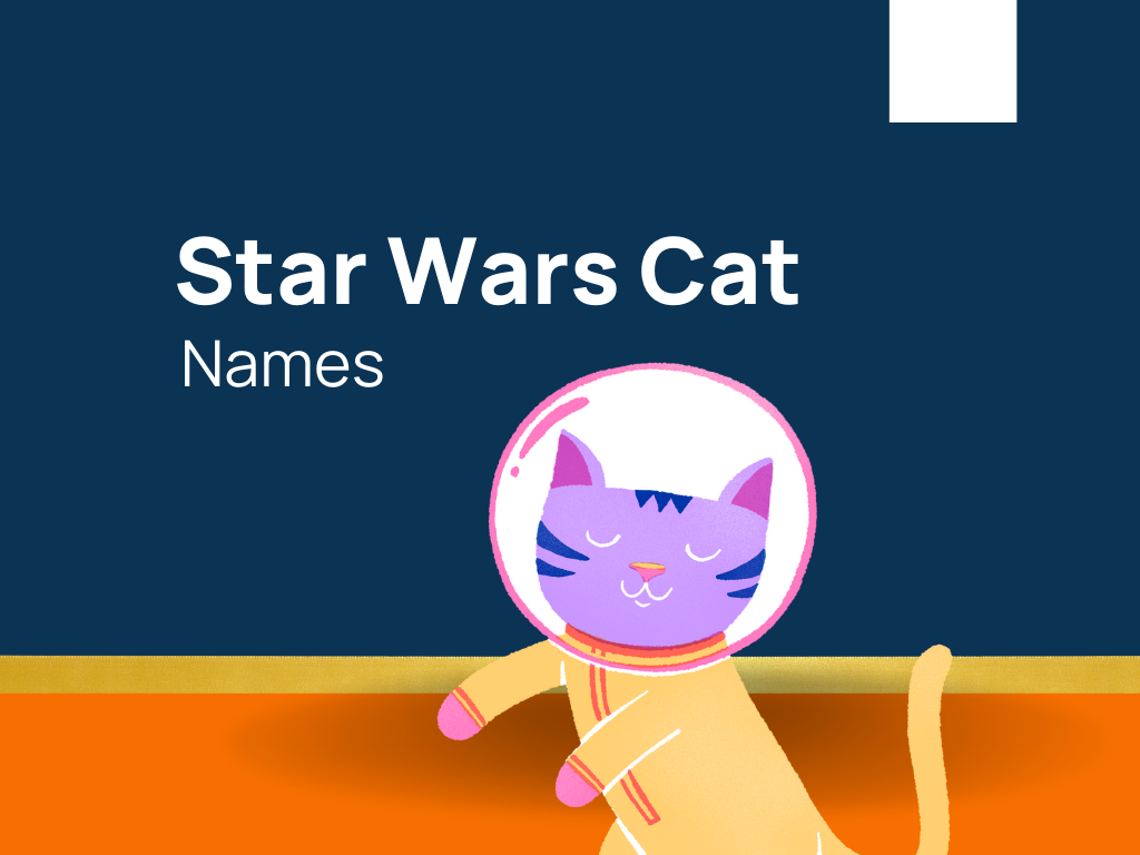1620-star-wars-cat-names-that-are-meow-nificent-generator