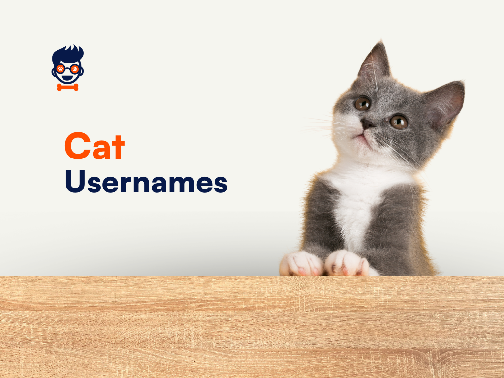 Cute Cat Themed Usernames