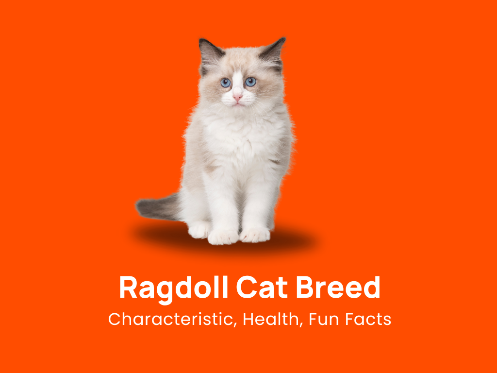 Ragdoll Cat Breed: Characteristic, Health & Fun Facts!