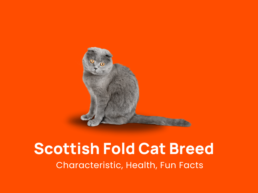 Scottish Fold Cat Breed: Characteristic, Health & Fun Facts!
