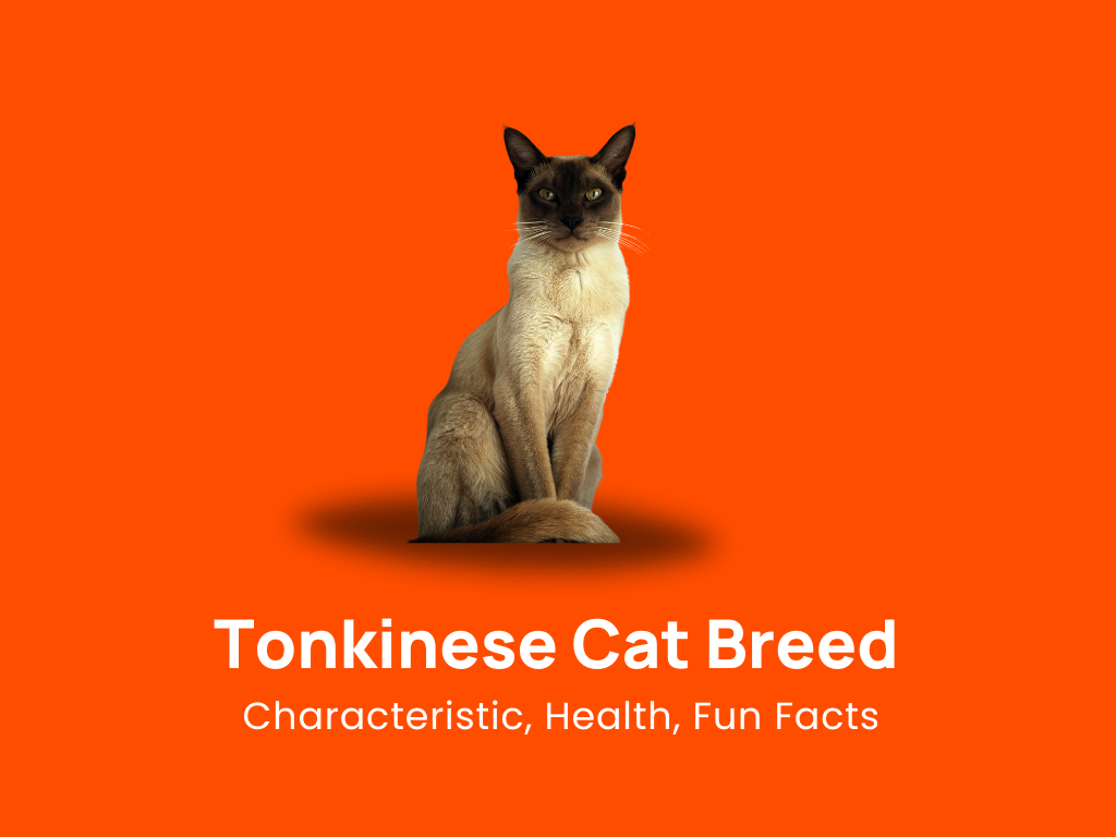 Tonkinese Cat Breed: Characteristic, Health & Fun Facts!