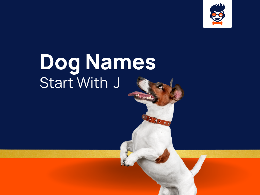 477-creative-dog-names-starting-with-j-generator