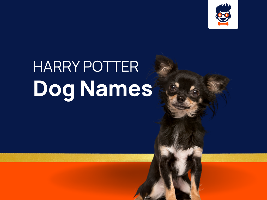 1060-harry-potter-dog-names-that-capture-the-spirit-of-hogwarts