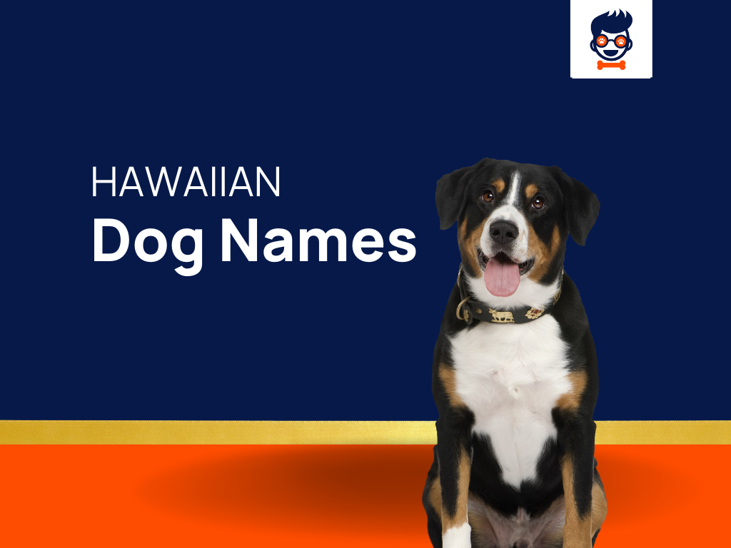 1450 Hawaiian Dog Names That Ready To Catch Some Waves Generator   Hawaiian Dog Names 