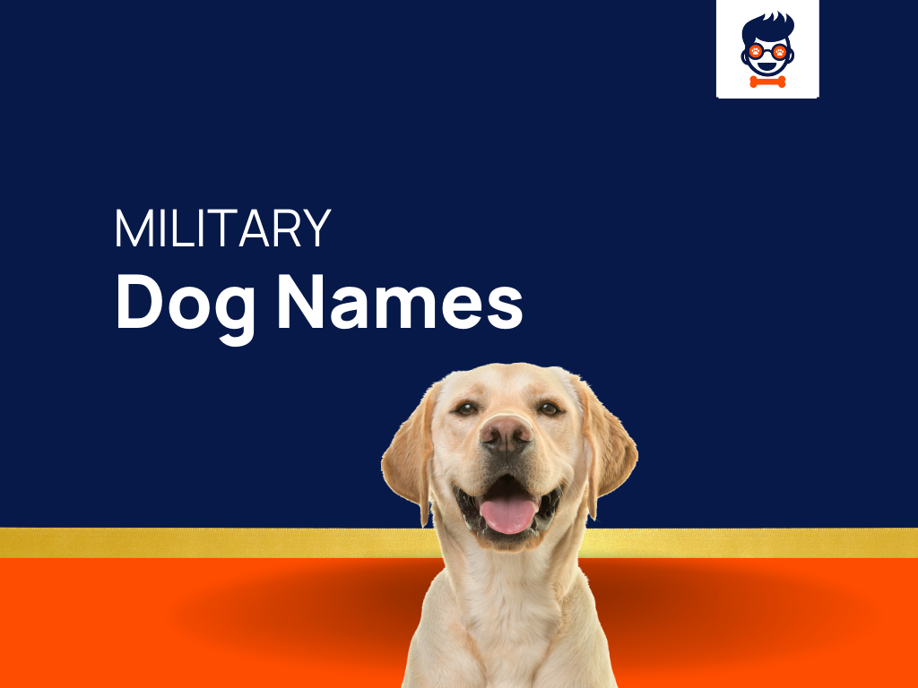 1214-military-dog-names-for-honors-their-service