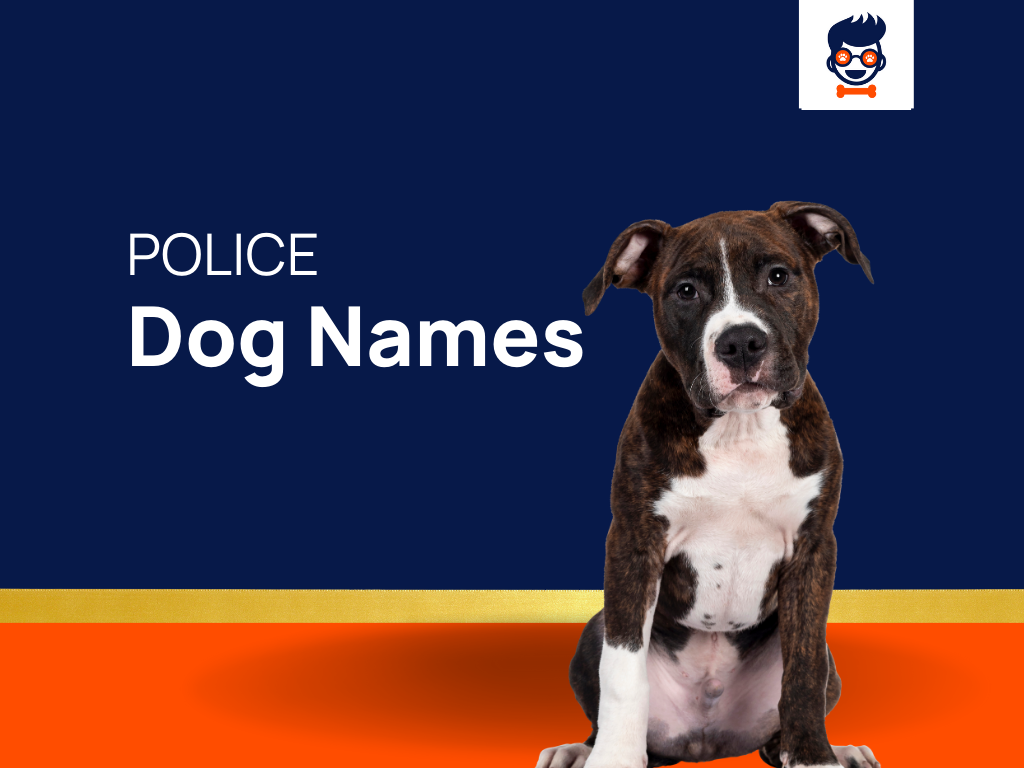 100-police-dog-names-best-k9-military-puppy-names-for-cop-dogs