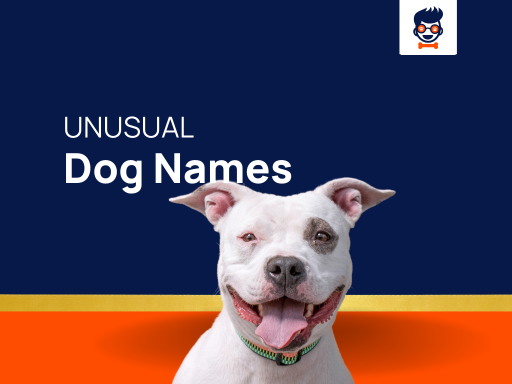 1020-unusual-dog-names-you-ve-never-heard-before-generator