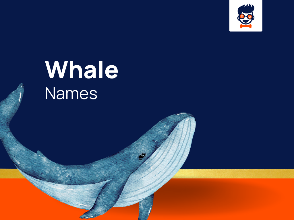 1520-whale-names-for-majestic-deep-sea-celebrities-generator