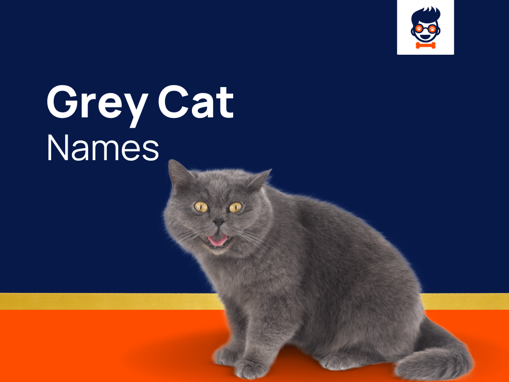 930-grey-cat-names-for-your-beautiful-kitty