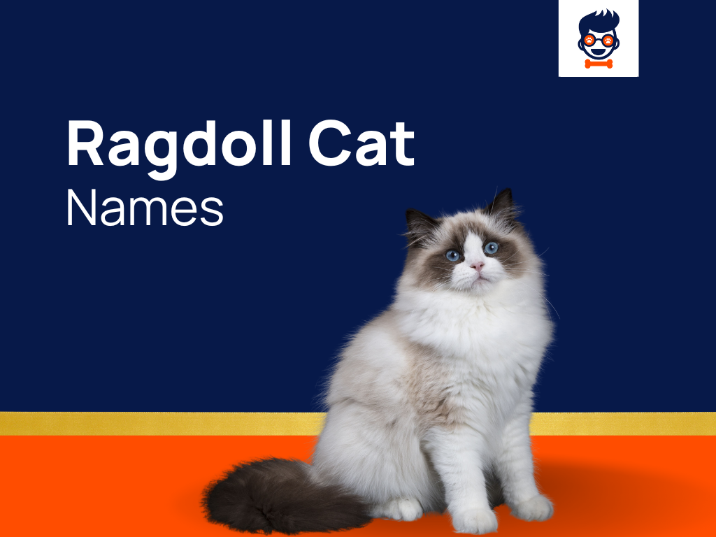 1050-ragdoll-cat-names-for-your-graceful-and-charming-kitties