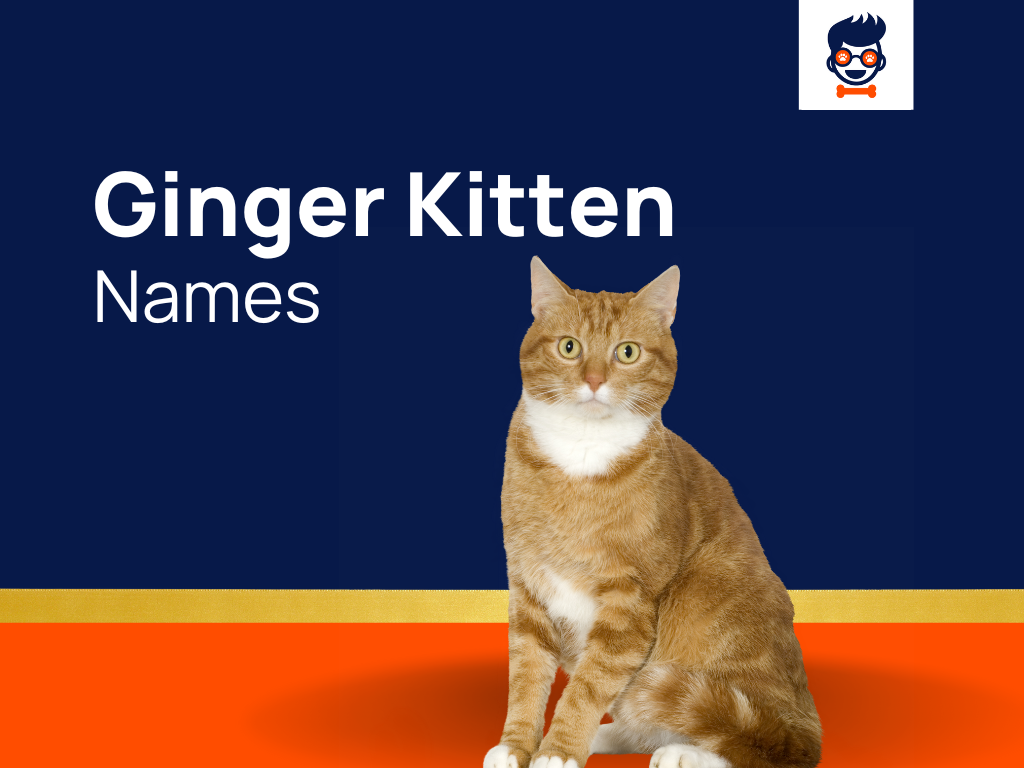 1050-blissful-ginger-kitten-names-for-your-little-kitty