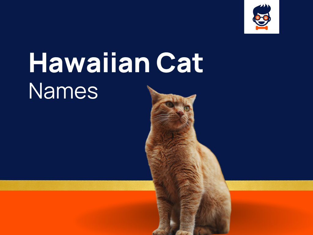 750 Awesome Hawaiian Cat Names   Hawaiian Cat Names 