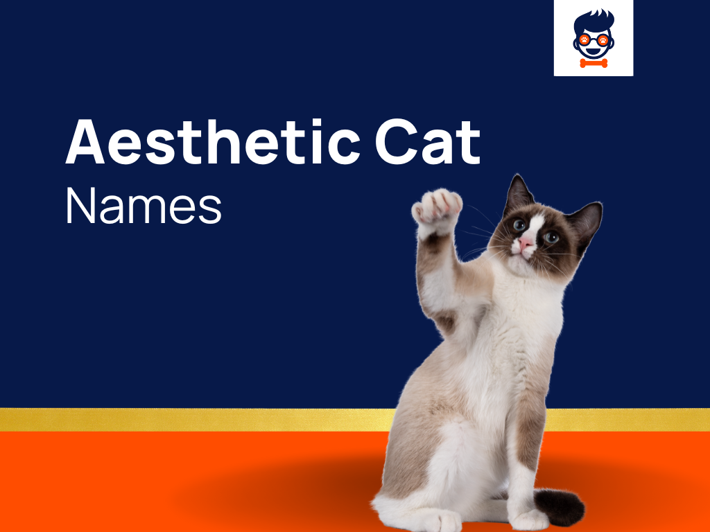 640-aesthetic-cat-names-for-your-timelessly-gorgeous-kitties