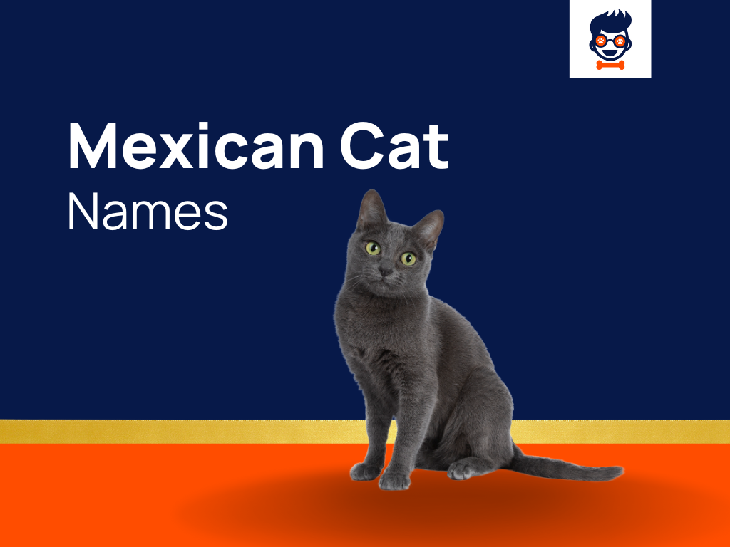 1050-unique-mexican-cat-names-for-your-furr-baby