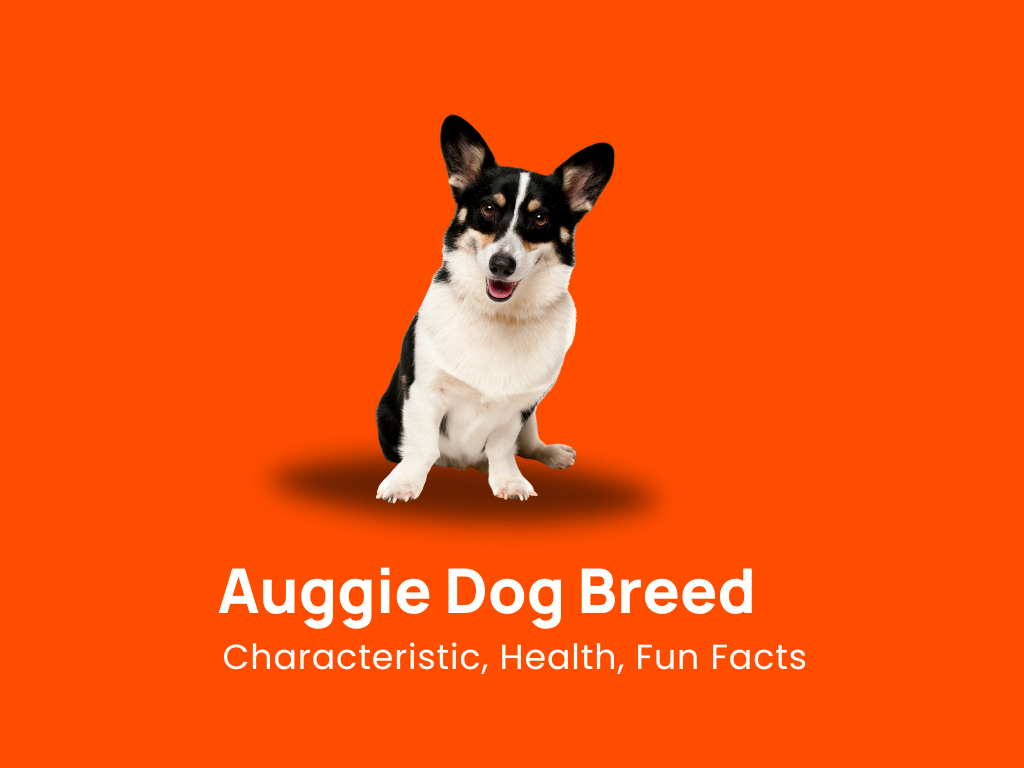 Auggie Dog Breed: Characteristic, Health & Fun Facts!