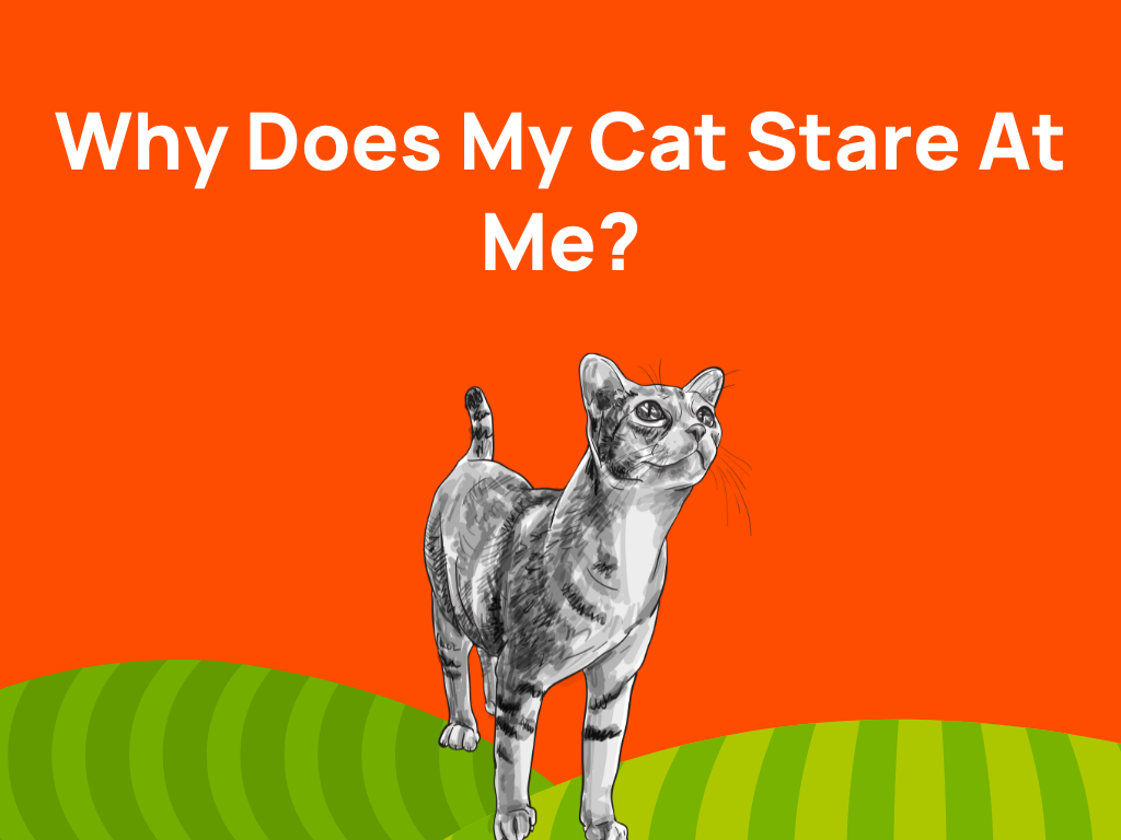 Why Does My Cat Stare at Me?